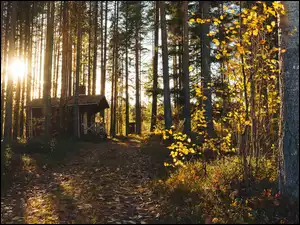 Las, Dom, Zachód słońca, Promienie słońca, Drzewa, Jesień