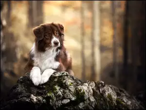 Biało-brązowy pies na skale