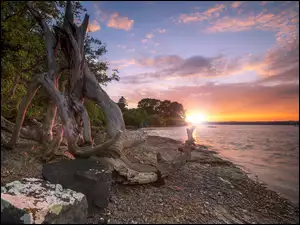 Suchy konar drzewa na brzegu morza w blasku zachodzącego słońca