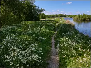 Kwiaty przy ścieżce nad rzeką