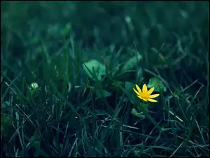 Żółty, Trawa, Kwiat