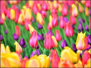 Kolorowe, Pole, Tulipany