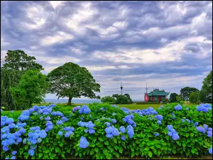 Krzewy z niebieskimi kwiatami na tle drzew i domu