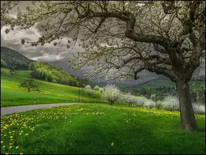 Trawa, Góry, Kwitnące, Chmury, Droga, Drzewa, Wiosna, Mniszek lekarski