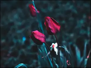 Krople, Czerwone, Kwiaty, Tulipany