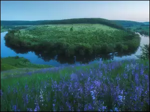 Kwiaty, Rzeka, Łąka, Obwód tulski, Krasivaya Mecha, Fioletowe, Rosja, Meander