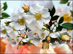 Grafika 2D, Białe, Kwiaty, Dzika róża