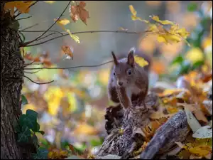 Jesień, Wiewiórka, Drzewo, Liście