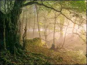 Mgła, Las, Porośnięte, Drzewo