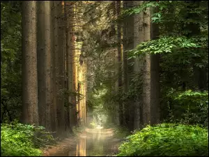 Kałuże na drodze w słonecznym lesie