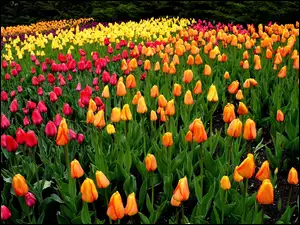 Tulipany, Różnokolorowe