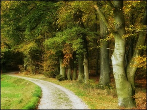 Las, Droga, Jesień, Drzewa