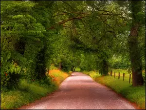 Droga przez laswśród zielonych drzew