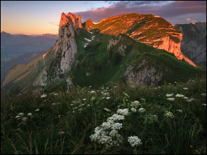 Kwiaty na tle rozświetlonego szczytu Säntis w szwajcarskich Appenzeller Alpen