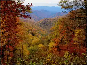 Las, Drzewa, Góry, Jesień, Kolorowe