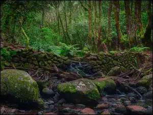 Paprocie w lesie wawrzynowym obok stosu kamieni na strumieniu