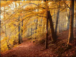 Drzewa, Jesień, Gałęzie, Liście, Las, Ścieżka