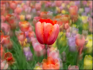 Kolorowe tło, Tulipany, Czerwony, Tulipan
