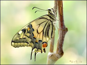 Motyl na gałązce