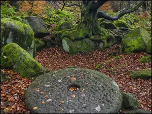 Opadłe liście przy omszałych kamieniach w lesie