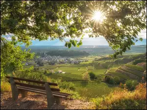 Bischoffingen, Promienie słońca, Drzewo, Badenia-Wirtembergia, Wzgórza, Ławka, Niemcy, Kaiserstuhl