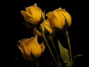 Żółte, Tło czarne, Cztery, Kwiaty, Róże
