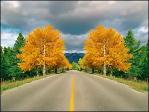 Wytyczona autostrada między drzewami jesiennymi