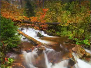 Rzeka Biała Wisełka w jesiennym lesie