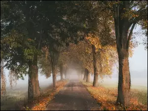 Drzewa, Mgła, Droga, Jesień, Szpalery
