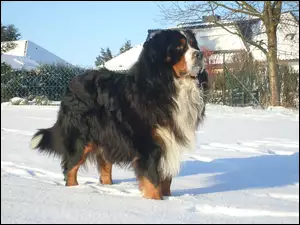 zima, Berneński pies pasterski