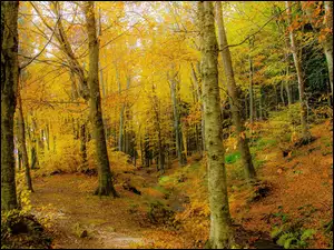 Drzewa, Strumień, Las, Jesień, Krzewy