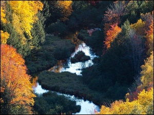 Jesień, Drzewa, Las, Rzeka, Kolorowe