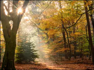 Drzewa, Las, Liście, Promienie słońca, Roślinność, Jesień