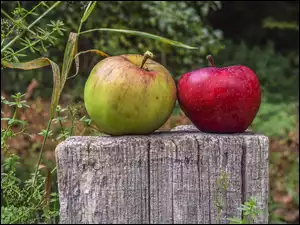 Dwa jabłka na pniu drzewa