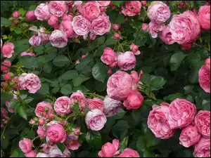 Krzew różowych różz pąkami