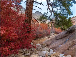 Skały i jesienna roślinność w Parku Narodowym Zion