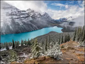 Jezioro Peyto Lake pośród ośnieżonych gór i drzew w prowincji Alberta w Kanadzie