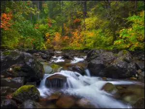 Kamienie i rwący potok w jesiennym lesie