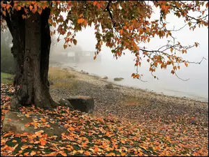 Opadłe liście pod rozłożystym drzewem na brzegu zamglonego jeziora