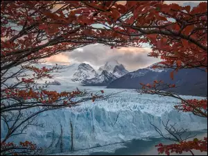 Jesienne drzewa na tle lodowca w Patagonii