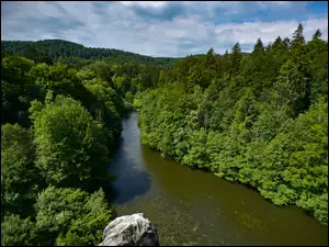 Rzeka plynąca w lesie Teutoburskim