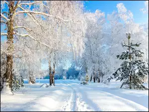 Śnieg, Zima, Drzewa, Droga, Ośnieżone, Zaśnieżona
