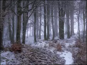 Zima w zamglonym lesie