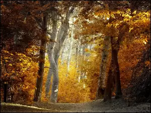 Pożółkłe, Ścieżka, Las, Jesień, Drzewa