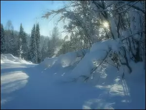 Śnieg, Zima, Blask, Krzewy, Słońce, Drzewa