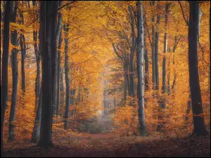 Jesień, Las, Ścieżka, Drzewa