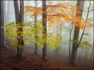 Kolorowe liście w zamglonym lesie