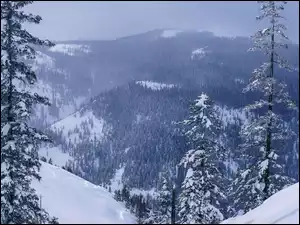 Śnieg, Góry, Las, Zima, Drzewa