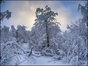 Ośnieżone drzewa w zimowym i zamglonymlesie