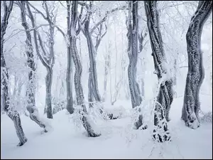 Śnieg, Las, Drzewa, Zima